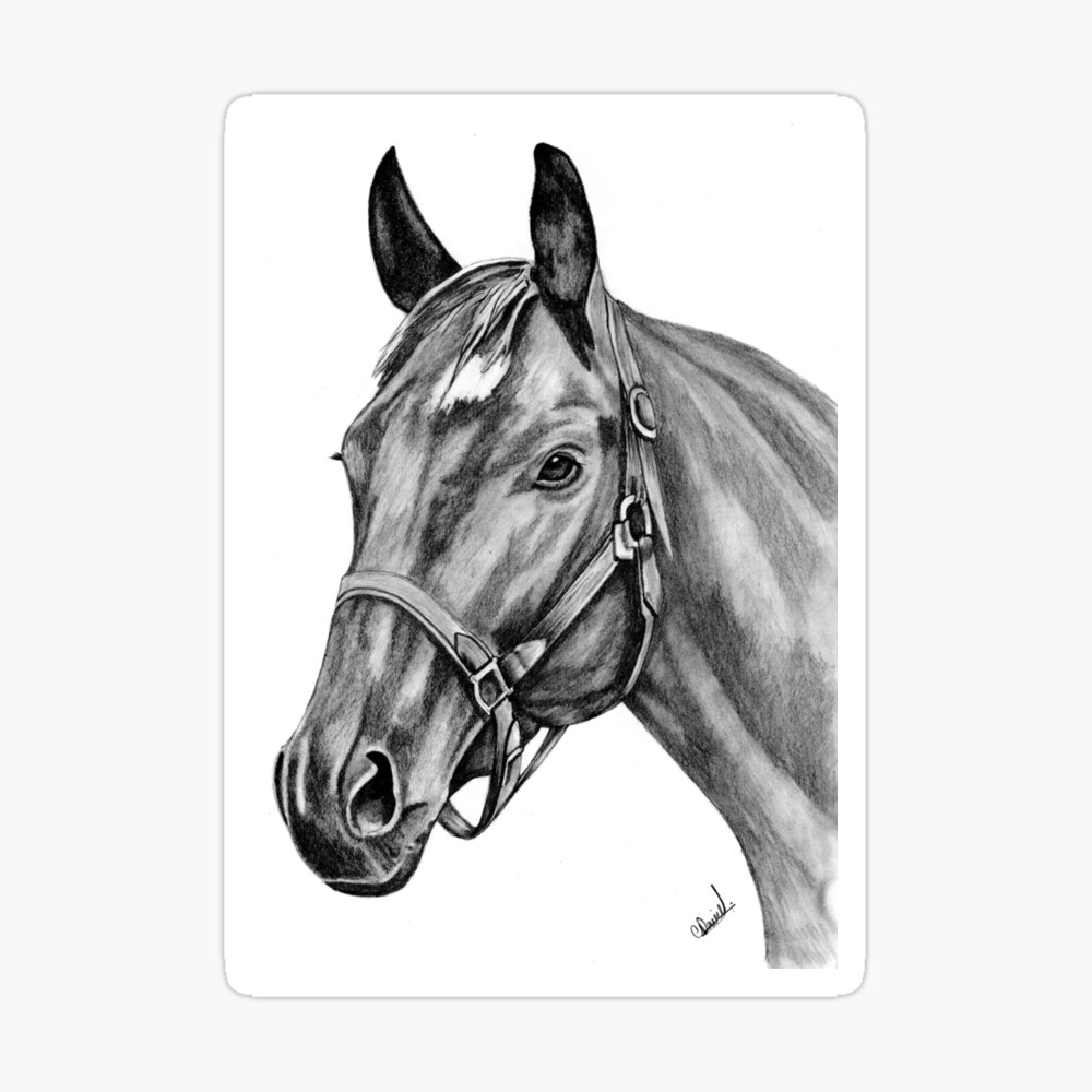 Horse Portrait Graphic Pencil Drawing