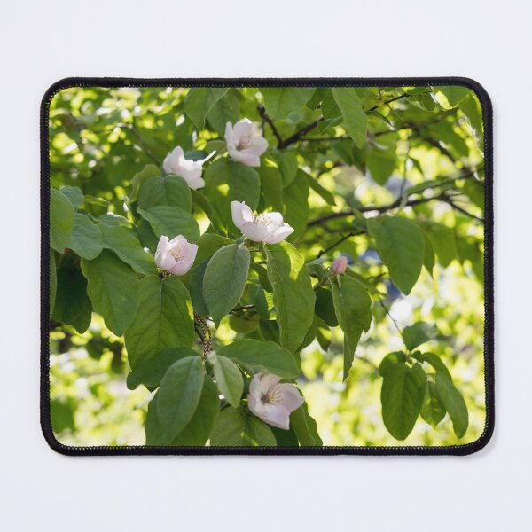 Item preview, Sunlit Orchard - Springtime Quince Blossoms on Greenery designed and sold by Georgia Mizuleva.