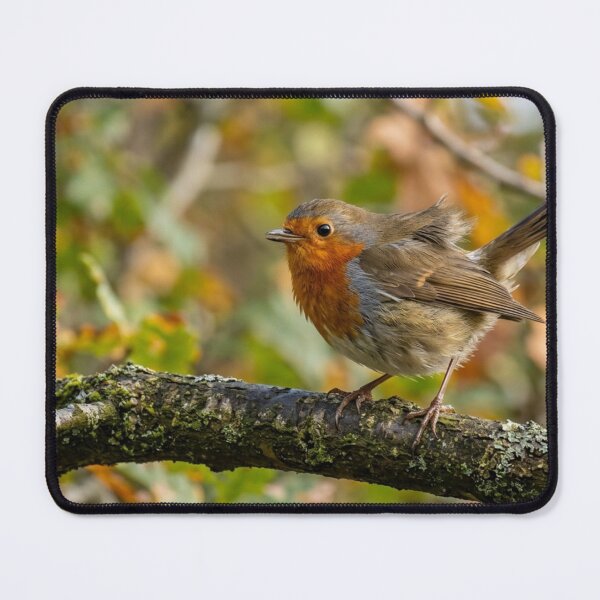 Item preview, Robin perched on a branch with wind in its feathers. designed and sold by Malisa345.