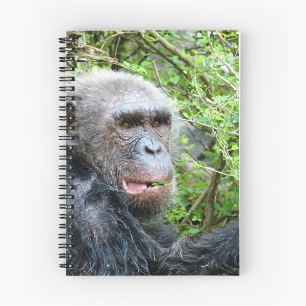 Item preview, Chimpanzee designed and sold by morrisophotography.