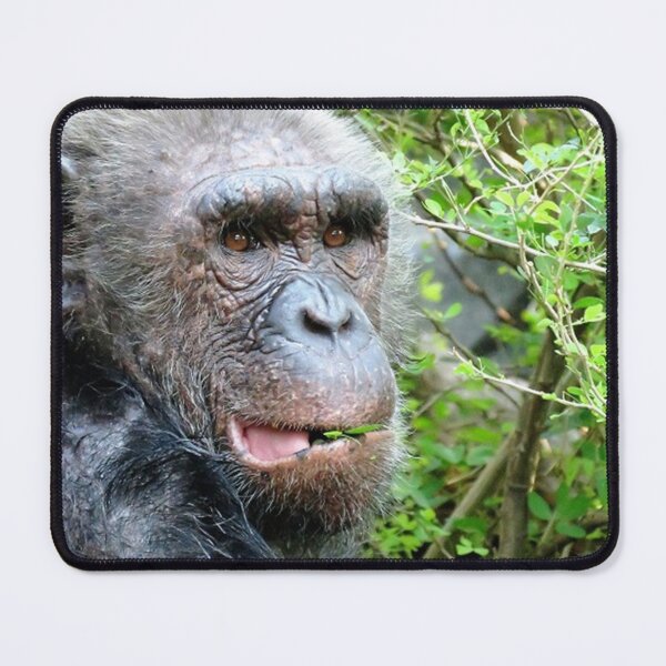 Item preview, Chimpanzee designed and sold by morrisophotography.