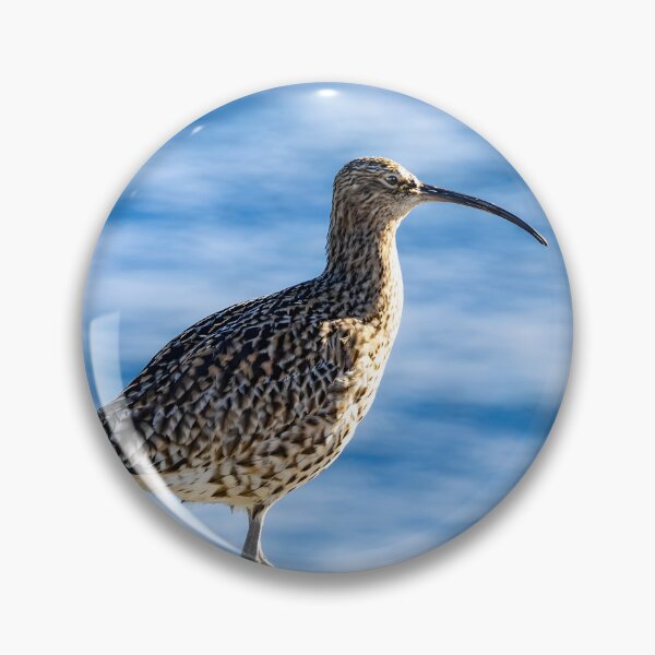 Item preview, Curlew Bird on Coastal Rock – Nature Wildlife Photography designed and sold by Billium Halder.