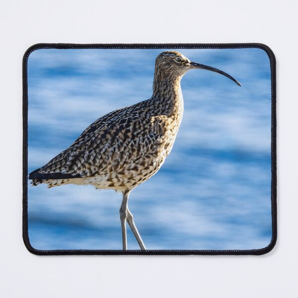 Item preview, Curlew Bird on Coastal Rock – Nature Wildlife Photography designed and sold by Billium Halder.