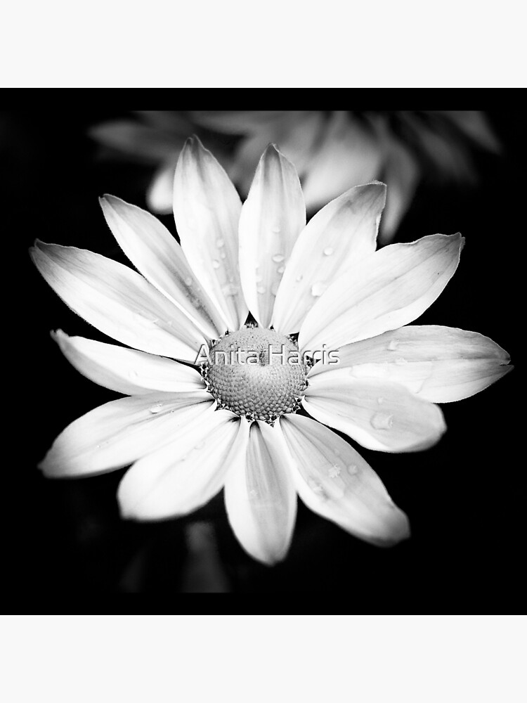 Untitled by plasticflower