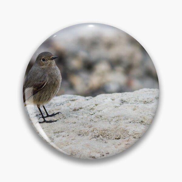 Item preview, Small Gray Bird With Orange Tail Perched On Rock in Peaceful Coastal Habitat designed and sold by Nmallia.