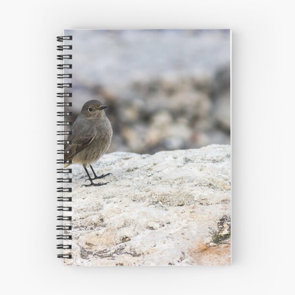 Item preview, Small Gray Bird With Orange Tail Perched On Rock in Peaceful Coastal Habitat designed and sold by Nmallia.