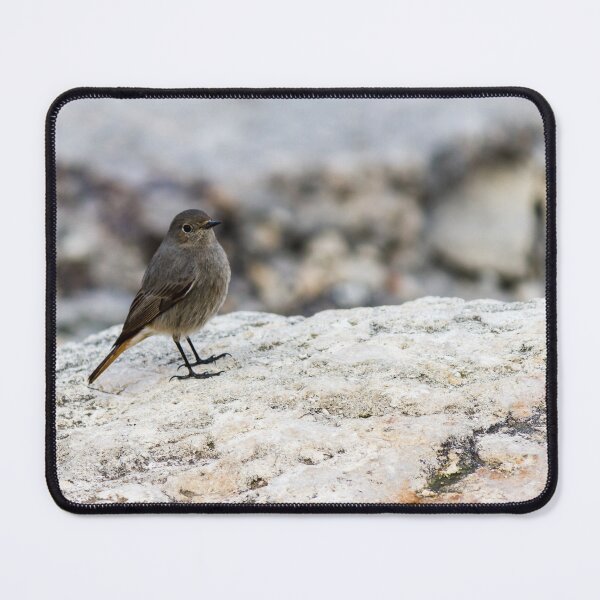 Item preview, Small Gray Bird With Orange Tail Perched On Rock in Peaceful Coastal Habitat designed and sold by Nmallia.