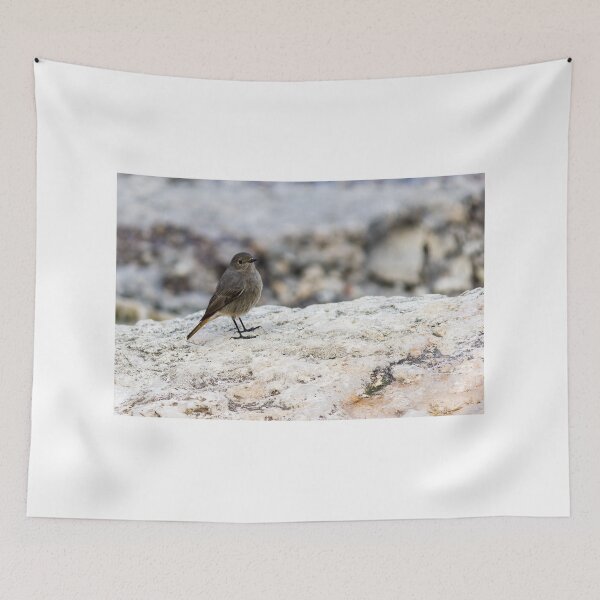 Item preview, Small Gray Bird With Orange Tail Perched On Rock in Peaceful Coastal Habitat designed and sold by Nmallia.