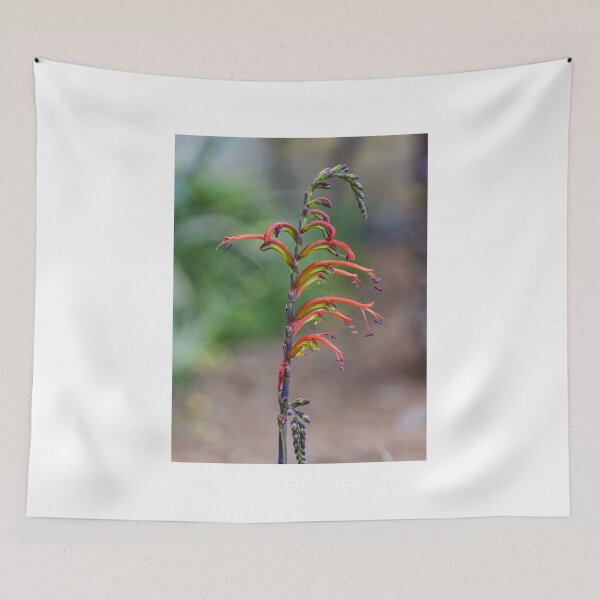 Item preview, Red Tropical Flower Spike With Curved Tubular Blooms On Slim Stem In Garden Macro designed and sold by Nmallia.