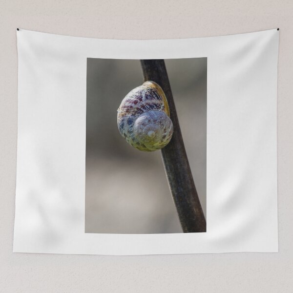 Item preview, Close-Up Macro Of Snail Shell Attached To Stem Showing Spiral Pattern And Natural Texture designed and sold by Nmallia.