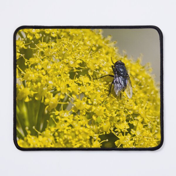 Item preview, Close-Up Macro of a Black Fly Feeding on Bright Yellow Flower Cluster in Summer Garden designed and sold by Nmallia.