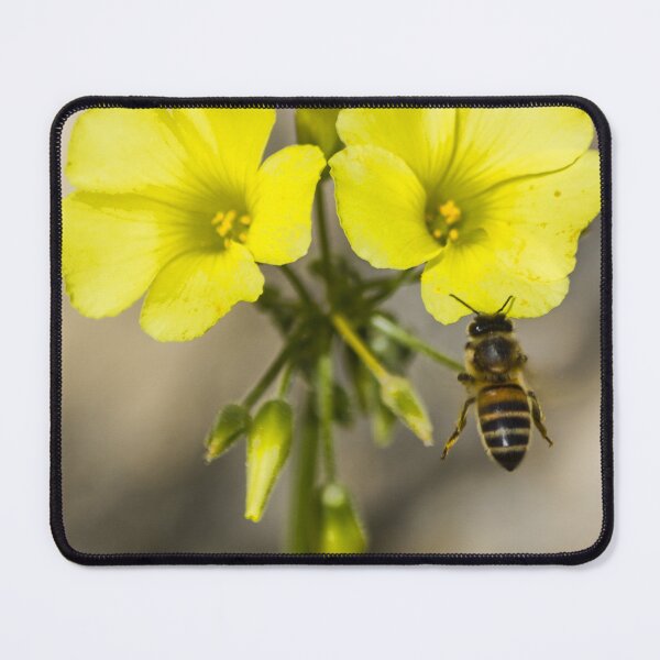 Item preview, Bee Pollinating Bright Yellow Wildflowers Close-Up Macro Photo Of Honeybee On Bloom designed and sold by Nmallia.