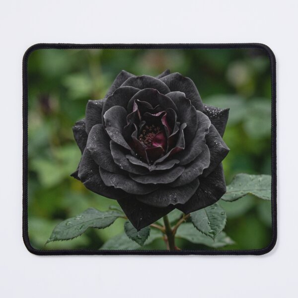 Item preview, Close-up of an open black rose. designed and sold by Malisa345.