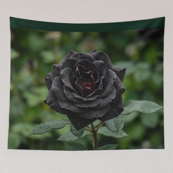Item preview, Close-up of an open black rose. designed and sold by Malisa345.