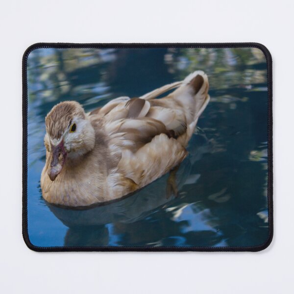 Item preview, Brown Duck Swimming in Calm Reflective Pond Water With Soft Natural Light Close-Up designed and sold by Nmallia.