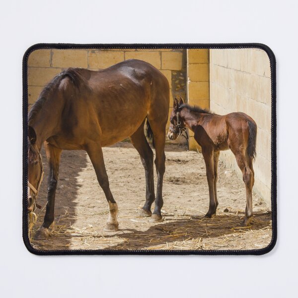 Item preview, Mare and Foal Standing in Sunlit Stable Eating Hay Beside Stone Barn Wall designed and sold by Nmallia.