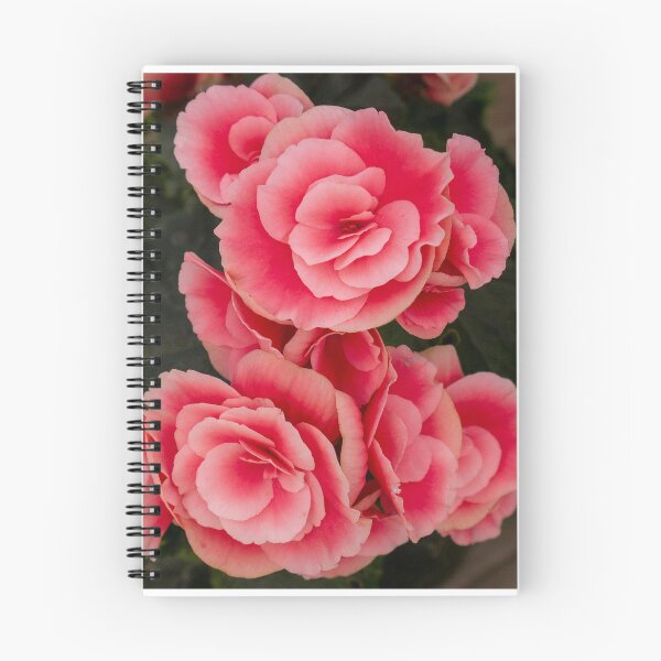 Artikelvorschau, Nahaufnahme von rosa Begonienblüten, botanische Blumenfotografie, Gartenkunst entworfen und verkauft von MDCCo.