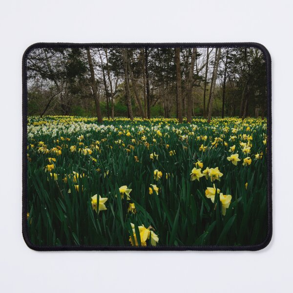 Item preview, Spring Daffodil Field Yellow Flowers Forest New England Landscape Photography designed and sold by MDCCo.