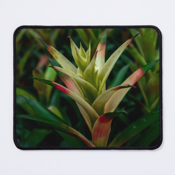 Item preview, Bromeliad Plant Close-Up Green Pink Tropical Botanical Photography designed and sold by MDCCo.