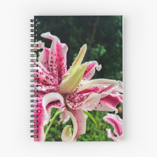 Artikelvorschau, Rosa Sternlilie – Nahaufnahme, florale Makrofotografie, botanische Gartenkunst entworfen und verkauft von MDCCo.