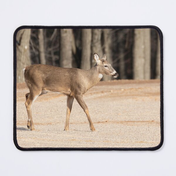 Item preview, White-tailed Buck Without Antlers 3-2-2026 designed and sold by Thomasyoung.