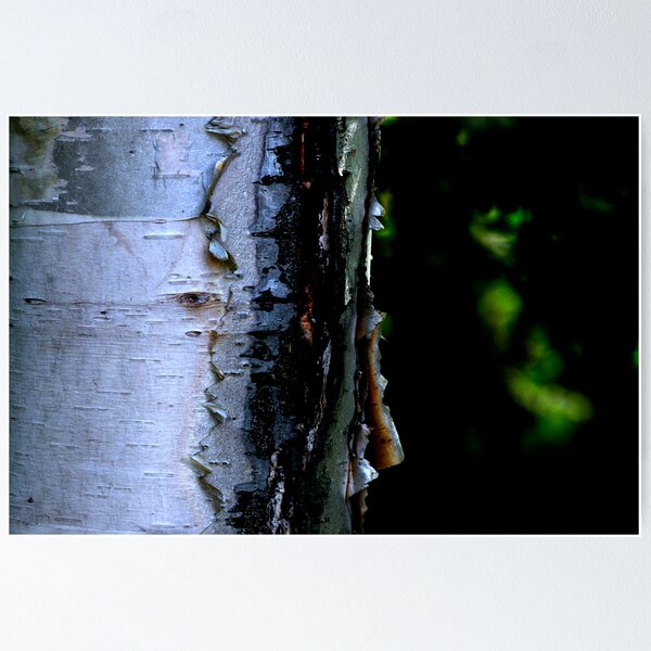 Item preview, Peeling White Birch Bark designed and sold by Craig Blanchard.