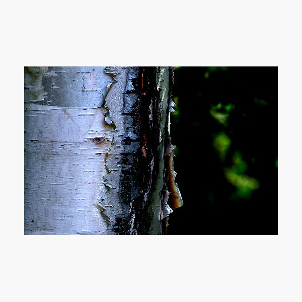 Item preview, Peeling White Birch Bark designed and sold by Craig Blanchard.