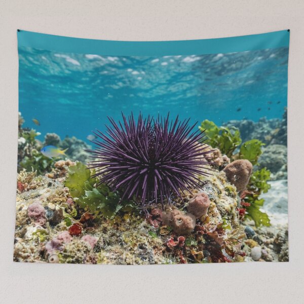Item preview, Sea urchin underwater. designed and sold by Malisa345.