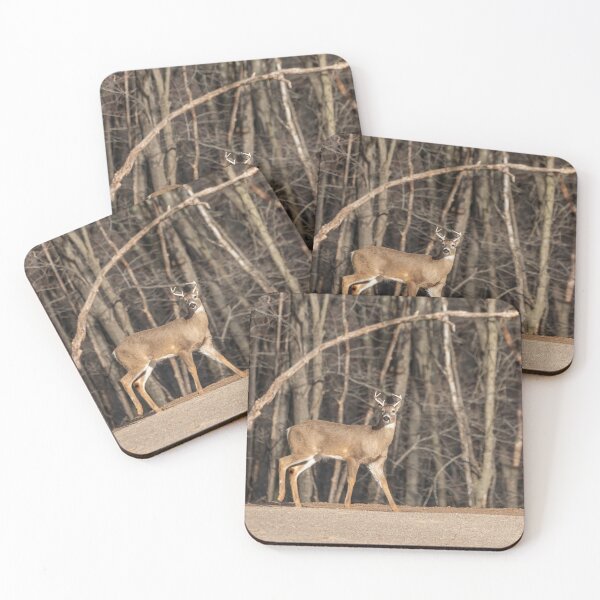 Item preview, Young White-tailed Buck 2-3-2026 designed and sold by Thomasyoung.