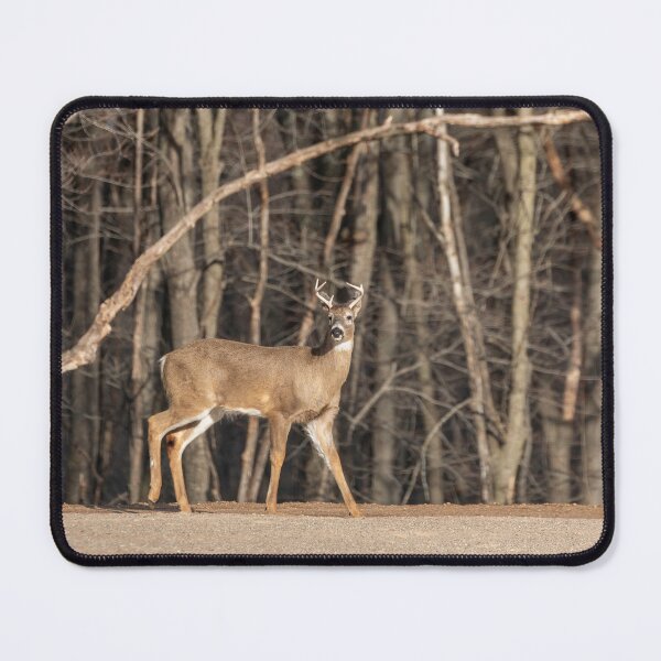Item preview, Young White-tailed Buck 2-3-2026 designed and sold by Thomasyoung.