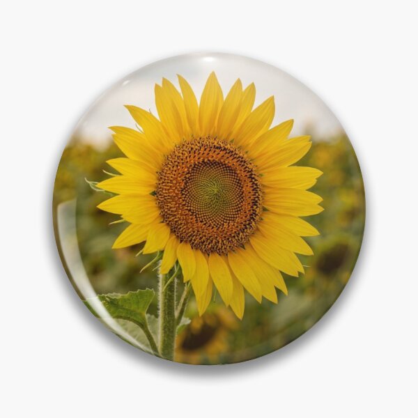 Item preview, Sunflower in close-up designed and sold by Malisa345.