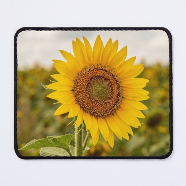 Item preview, Sunflower in close-up designed and sold by Malisa345.