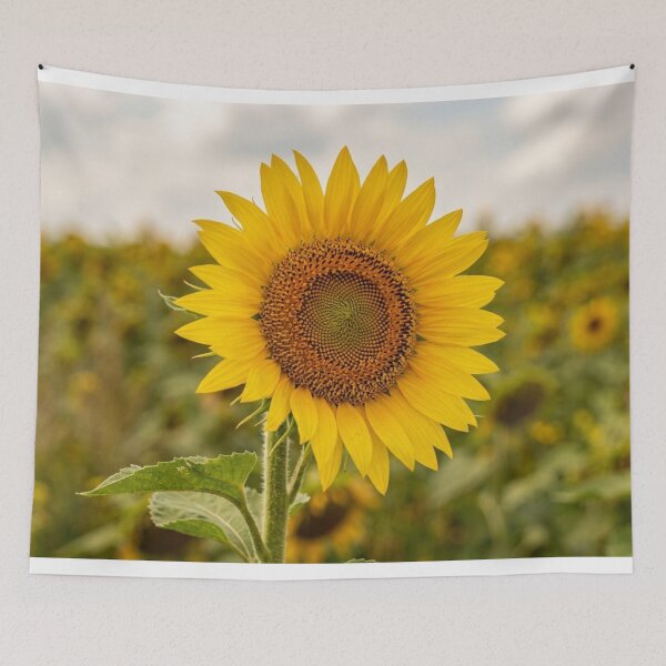 Item preview, Sunflower in close-up designed and sold by Malisa345.