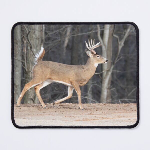 Item preview, Big Buck On The Move 3-2-2026 designed and sold by Thomasyoung.