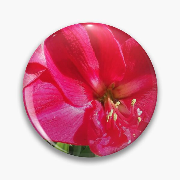 Item preview, Amaryllis in bloom designed and sold by Farbfroh.