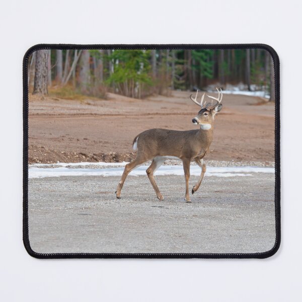 Item preview, Beautiful White-tailed Buck 3-2-2026 designed and sold by Thomasyoung.