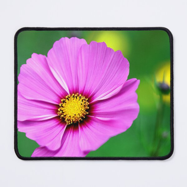 Item preview, Phalaenopsis Aphrodite Pink Flower designed and sold by BostonArcImage.