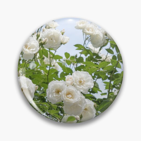 Item preview, Bunches of Bridal White Roses Against the Sky designed and sold by Georgia Mizuleva.