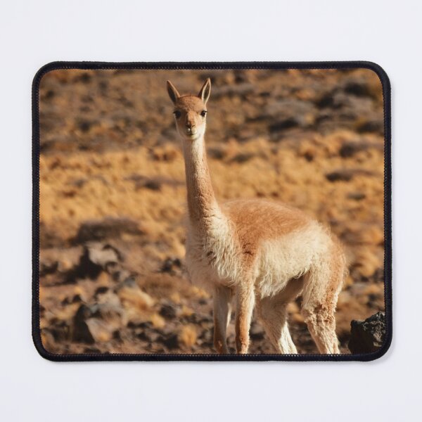 Item preview, Vicuña, Chile designed and sold by photobypj.