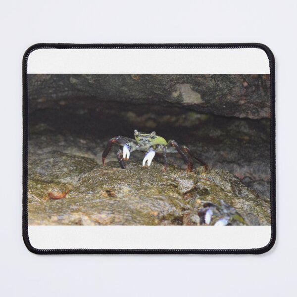 Item preview, Stand Off — Green Rock Crab, NSW Coast designed and sold by EmmaGraphy.
