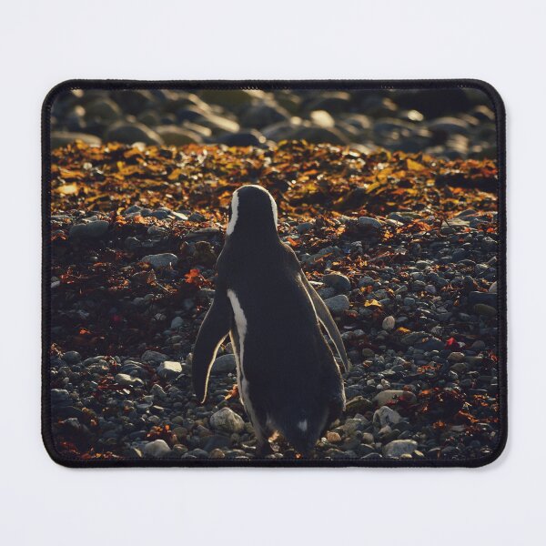Item preview, Magellanic penguin designed and sold by photobypj.
