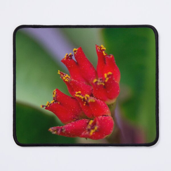 Item preview, Viguier's Spurge designed and sold by ROSE ANN BANILAR.