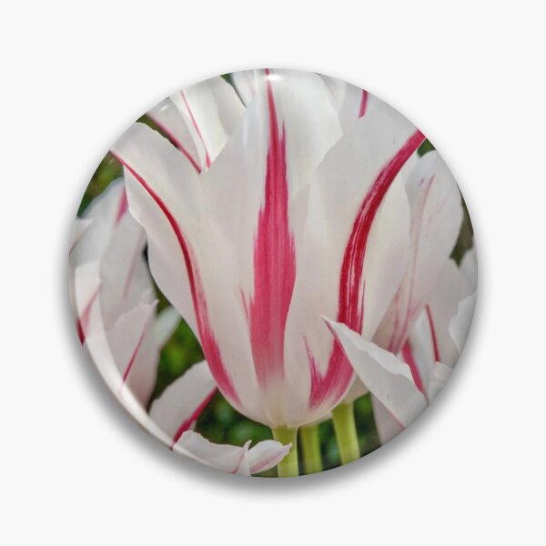 Item preview, Marilyn Pink and White Tulip Flower designed and sold by Vicky Brago-Mitchell®.