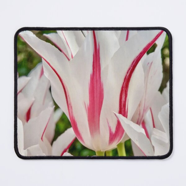 Item preview, Marilyn Pink and White Tulip Flower designed and sold by Vicky Brago-Mitchell®.
