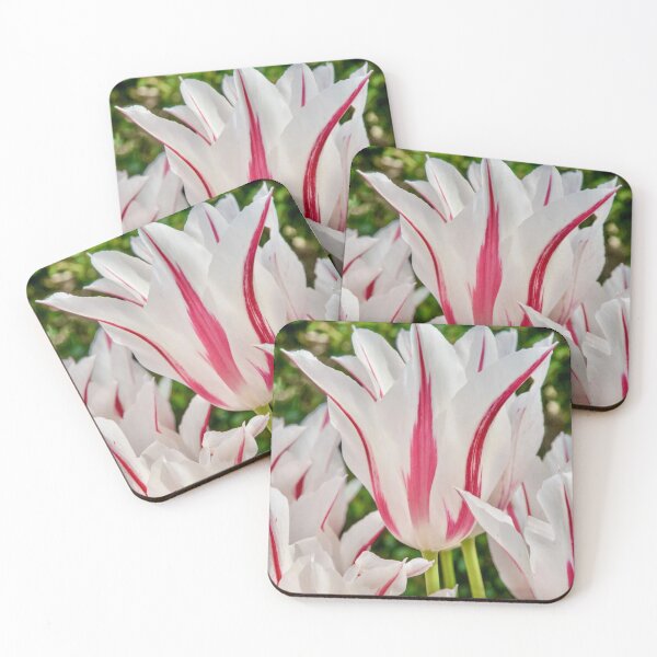 Item preview, Marilyn Pink and White Tulip Flower designed and sold by Vicky Brago-Mitchell®.