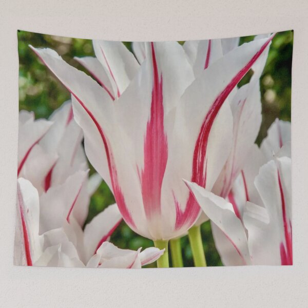 Item preview, Marilyn Pink and White Tulip Flower designed and sold by Vicky Brago-Mitchell®.