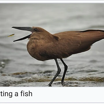 Artwork thumbnail, Eating a Fish by Roubyn