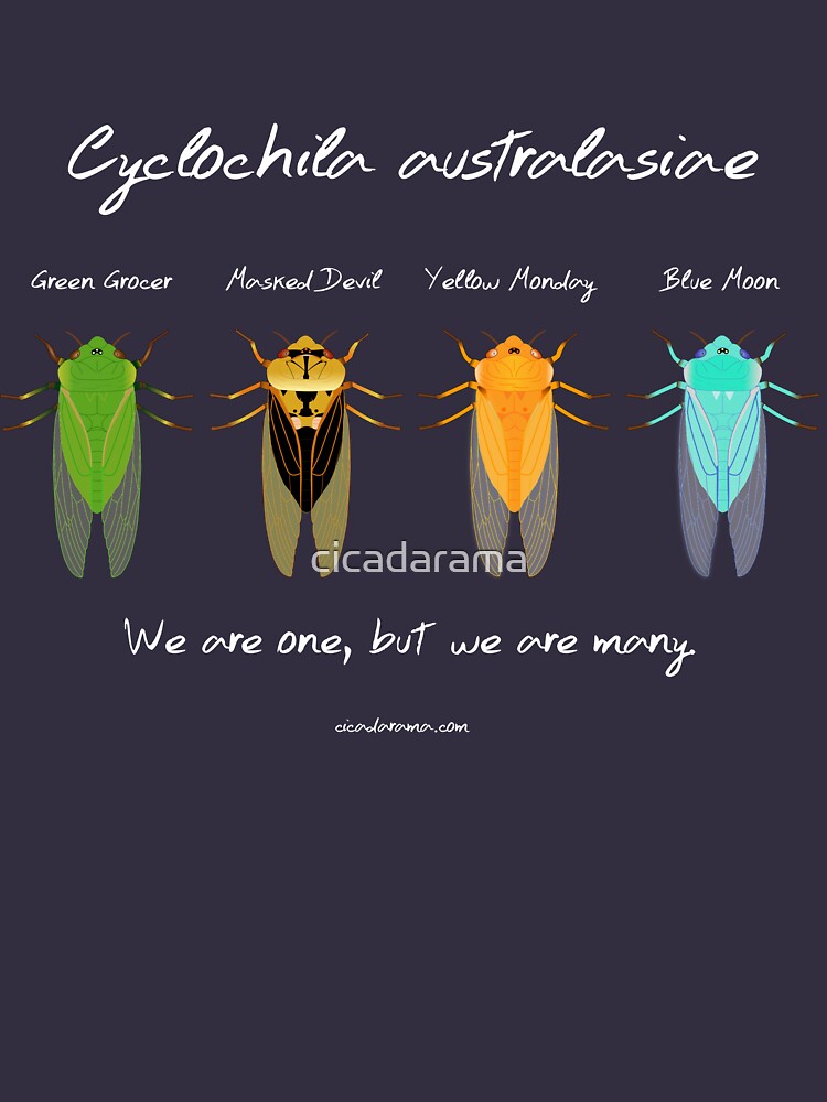 "We are one" - Cyclochila australasiae cicada (dark colour shirts) by cicadarama