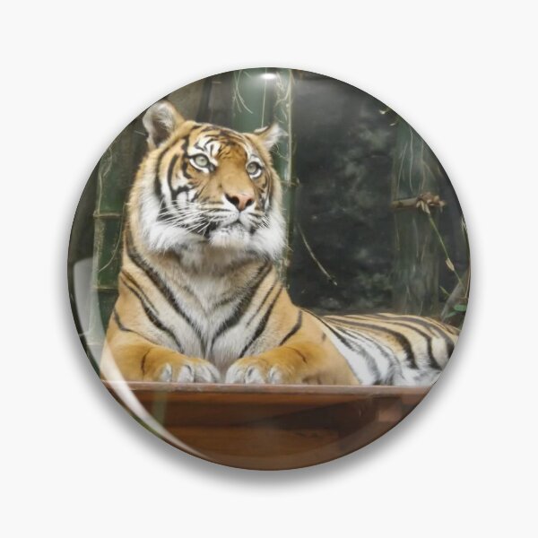 Item preview, Tigre en el zoológico de Australia en Sídney designed and sold by TimMerch4U.