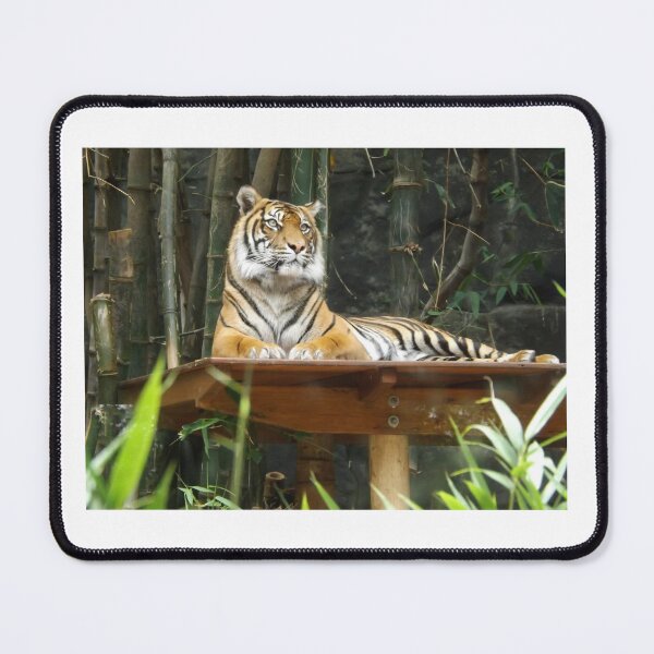 Item preview, Tigre en el zoológico de Australia en Sídney designed and sold by TimMerch4U.